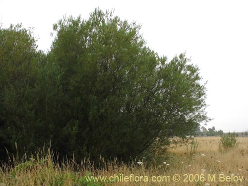 Imágen de Salix viminalis (Sauce mimbre). Haga un clic para aumentar parte de imágen.
